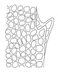 Pyrrhobryum bifarium, upper laminal cells of branch leaf at margin. Drawn from K.W. Allison 3216, CHR 454574.
 Image: R.C. Wagstaff © Landcare Research 2016 